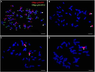 Frontiers | Identification of a Wheat-Psathyrostachys huashanica 